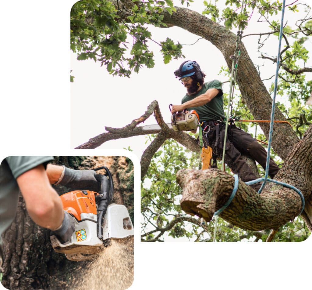 tree work